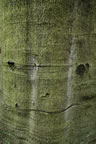 The-Smiling-Tree.jpg (327kb)